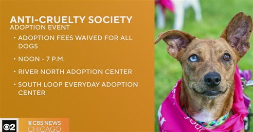 Anti-Cruelty Society waiving fees for dogs Saturday