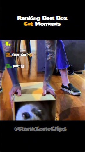 Ranked: The Best and Funniest Box Cat Moments Ever! 📦🐱