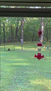 Hummingbird guarding feeder #hummingbird