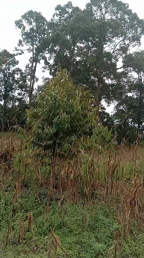 750K views · 8.1K reactions | As. Kami menemukan orang yg tidak di kenal Bagi warga dimanapun ber ada yg merasa kehilangan anggota kelurganya ,kami menemukan orang ini dia tinggal di semak belukar desa batu amapar kecamatan kedurang Bengkulu selatn, menurut informasi dari warga setempat dia tinggal di sini lebih kurang 1 bulan. @sorotan #jangakawanluas #infoorangtidakdikenal. | Marlin Purmada | Facebook