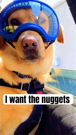 He just wants nuggets #doghumor #relatable #shorts