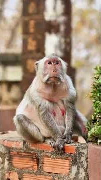 Observing Peace: A Rare Glimpse of a Monkey at Rest