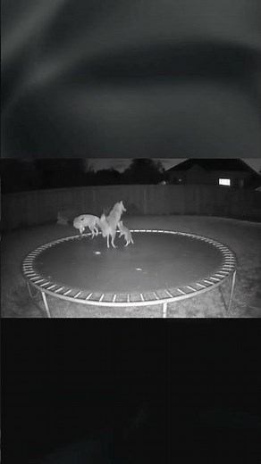Caught On Camera: Foxes Go Crazy On Trampoline #foxes