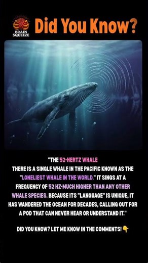 Did You Know? 😱The 52-Hertz Whale sings at a pitch so high, no other whale can hear its call.#brain