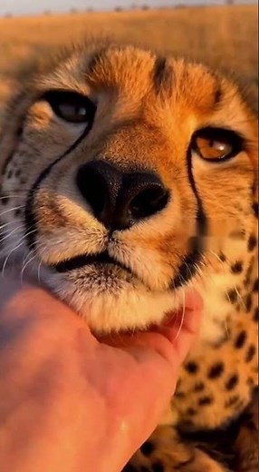 Ultra-Real Cheetah Purr: Heartwarming Moment with Human Touch
