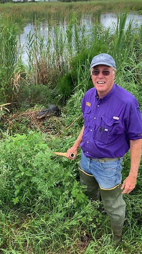 Learn about the alligator management program in Louisiana with LSU AgCenter alligator specialist Mark Shirley and alligator farmer Daniel Edgar. #Alligator #Alligators #Conservation #Louisiana #LSUAgCenter | LSU AgCenter