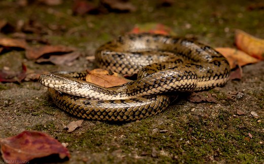 Mangrove Water Snake - Myrrophis bennettii — HongKongSnakeID.com
