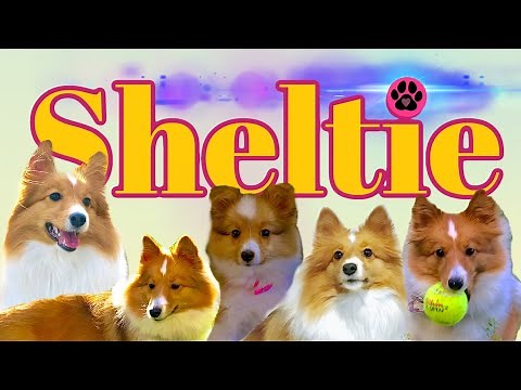 Is a Sheltie (Shetland Sheep Dog) the dog for you?