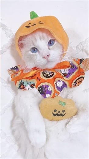 🎃 POV: Halloween Spa Day for My Cat 🐾 ASMR Purring
