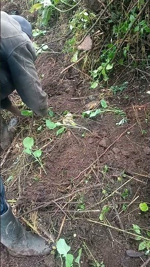 Planting kales | Collards being planted | Planting vegetables #kales #collards #farming #vegetables