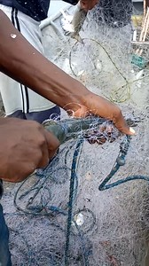 Pesca de lisa con trasmallo 💪🐟🎣🇨🇴 | Joel cortes