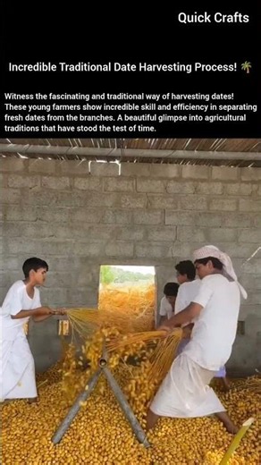 Incredible Traditional Date Harvesting Process! 🌴 Incredible Farming Skills!