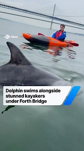 The moment a dolphin swam along kayakers under the Forth Bridge has been captured on camera. A group from Driftwood Adventure, an outdoor company based in Edinburgh, were stunned when the “unexpected visitor” swam in between them on Saturday morning. The dolphin joined the group for around 20 minutes as they were paddling at South Queensferry. Hugo Foley, co-founder of the group, said it’s the first time in five years they’ve had an encounter like it. He added: “It was an incredible surprise, th