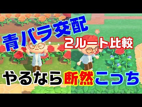 青バラ交配【あつ森】咲かない？高確率？交配ルート比較！青バラの作り方