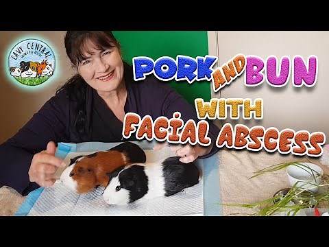 Guinea pig with large facial abscess - do teeth issues cause an abscess Pork and Bun