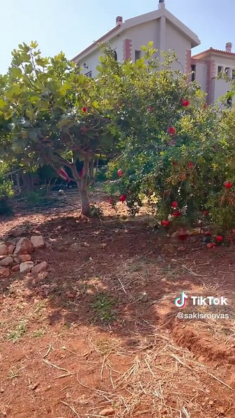 Οι κότες το ‘σκασαν! Αστεία bloopers με κοτούλες