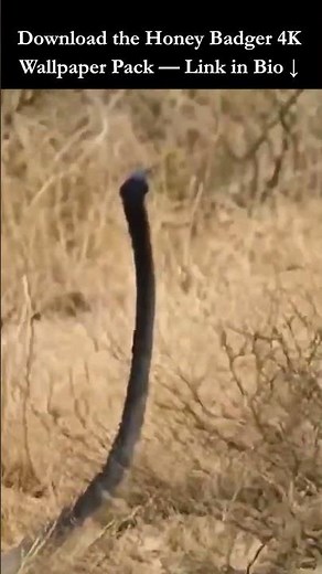 Black Mamba Is Right There And This Honey Badger Does Not Care 🤯 #wildlife #shorts
