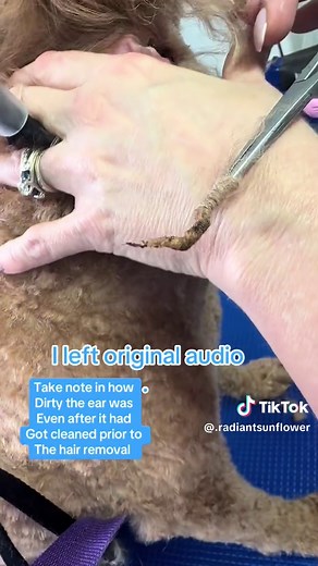 Effective Ear Hair Removal for Dogs: Tips and Techniques