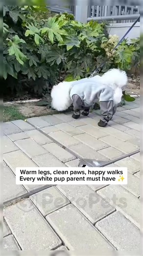 Premium jumpsuit that keeps your dog warm and clean. Currently 20% off. | PekoPets