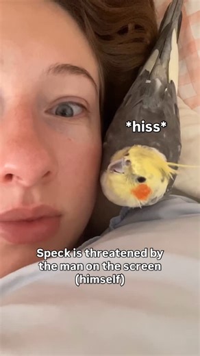 Speck The Bird on Instagram: "Sway and hiss #cockatiel #calopsita #cockatielsofinstagram #cockatiels #calopsitas #cockatielsofig #bird #cockatiellife #parrot #hiss"