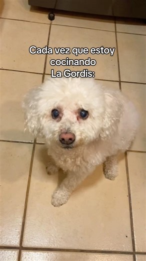 ¿Un pedacito?🥺🐶 #perros #caniche #mascotas #gracioso #humor #poodle #perritos #pets #dogs #perrito