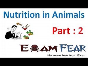 Biology Nutrition in Animals Part 2 (Modes of Nutrition: Autotrophic, Heterotrophic) Class 7 VII