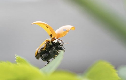9 Orange Ladybug Spiritual Meanings: It's Good Luck?