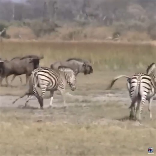 293K views · 1.5K reactions | Wild Dogs enjoy Zebra waste after giving birth | Wild Africa | Facebook