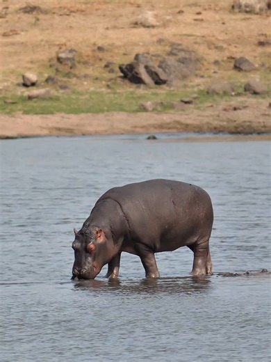 Hippo Swimming in Kruger National Park's Quiet River