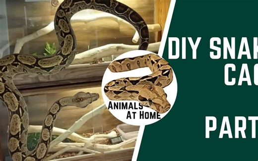 旧木柜改造蛇箱 DIY Snake Cage