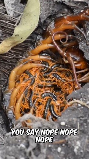 This insect is stuff of Nightmares! | Animalogic