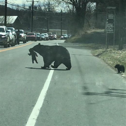 8.6K views · 622 reactions | Mama bear gets all of her cubs to cross the street!  | Animal Stories | Facebook