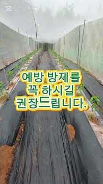 When to Apply First Fertilizer and Remove Side Shoots for Chili Peppers