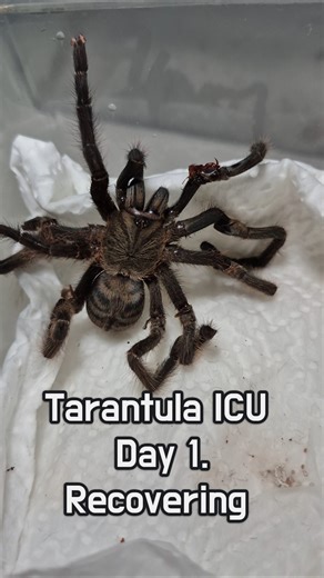 Tarantula ICU Day 1. Recovering | Lampropelma carpenteri (Sulawesi black)#moltfailure #tarantulaicu
