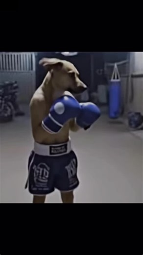 Rambo Rambo on Instagram: "日本利用压电瓷砖将脚步转化为电能。这些瓷砖捕捉来自你脚步的动能。当你行走时，你的重量和动作会对瓷砖产生压力。瓷砖会轻微弯曲，从而产生机械应力。瓷砖内部的压电材料将这种应力转化为电能。每一步都会产生少量电荷，而数百万步结合在一起就能产生足够的电力来驱动 LED 灯、数字显示屏和传感器。在像涩谷车站这样繁忙的地方，每天大约有 240 万个脚步为这一系统作出贡献。这些电能可以被储存或立即使用，从而减少对传统电力来源的依赖，并支持可持续的城市基础设施。这种方法将日常运动转化为实用的可再生能源 #日本 #知识 #事实 #你知道吗 #推荐 #科技 #创新 #历史 #技术 #实验 #热门"