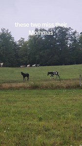 Little do these guys know, theae two Appaloosa mules siblings will soon be leaving to live on total opposite ends of the country. It's been fun and I am hoping that I can update you guys on their journey in life! #mule #mulefoals #mules #appaloosamules #appaloosa | Cross View Equine