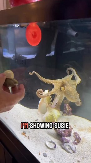 Check out Susie, the playful octopus, solving puzzles and playing with lids instead of eating clams! 🐙🦑 Support our cause by buying cool Octo Rod T-shirts! #OctopusFun #PlayfulSusie #TShirtShop #exoticpets | Jb.today