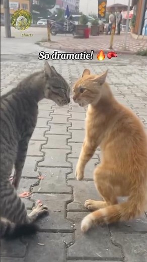 The ultimate cat boxing match 🤣🥊 #cats #funny #videoshort #tinyshorts #funnypets