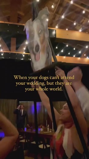 BRB, creating a petition to normalize dogs as your wedding day plus one. 🐶#caratsandcake 🎥: @laurapowersphoto via @fi.dogs #dogsoftiktok #dogs