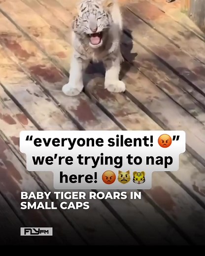 Cute Baby Tiger Videos That Melt Your Heart