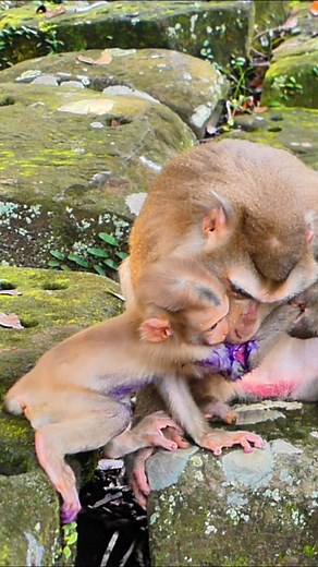 Luna’s neglect causes baby Lynx’s right hand injury | Lily BB Monkey