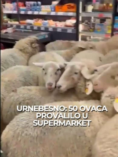 Ovce u supermarketu u Njemačkoj 🐑🛒