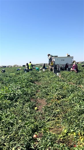 Mexican Migrant Workers in U.S. Agriculture