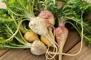 Qué es la maca peruana, la planta que puede ser utilizada como un energizante natural