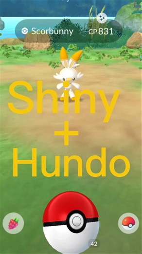 Day 16: Unbelievable Shiny + Hundo Scorbunny Evolved! Watch the Cinderace Transformation! 🔥#pokemon