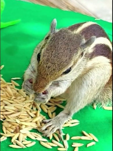 Squirrel Sounds for Dogs #squirrelshorts