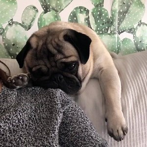 5.4K views · 550 reactions | Credit: Instagram.com/holythepug | I Love My Pug | Facebook