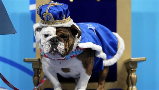 Don't miss this year's Beautiful Bulldog Contest at Drake University