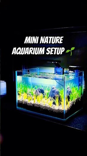 Mini Nature Aquarium Setup 🌱 | Aquascape Ideas #aquascape #aquariumsetup #shorts #shortsfeed #viral