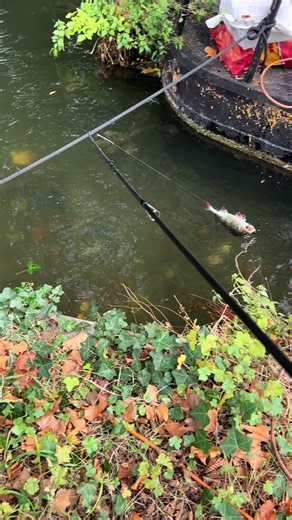 Perch Fishing: Catching a 37cm Perch on an Easy Shiner